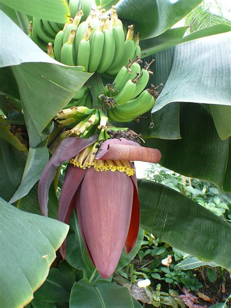 Banana Tree Bananas Shrub Banana Shrub Fruit Leaf Inflorescences