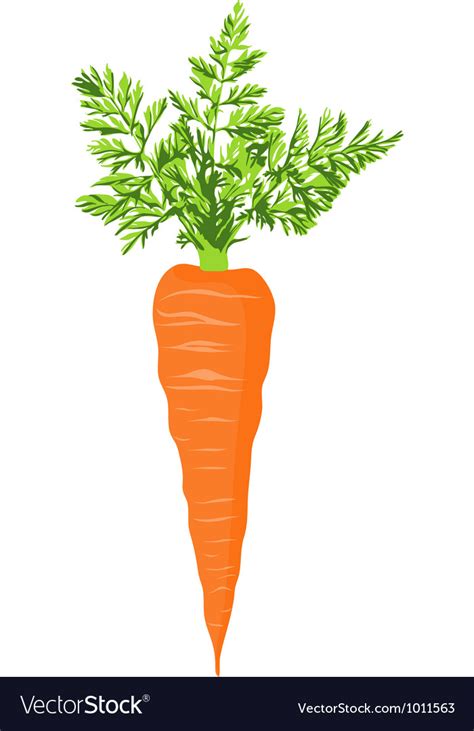 Fresh Carrot Royalty Free Vector Image Vectorstock