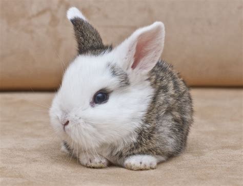 Rabbit Cute Bunny Pictures Cute Baby Animals Cute Baby