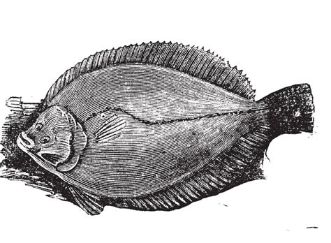 Plaice Or Flounder Frank Vintage Engraving Healthy Seafood Marine