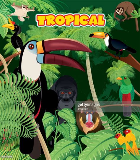 Tropical Rainforest High Res Vector Graphic Getty Images