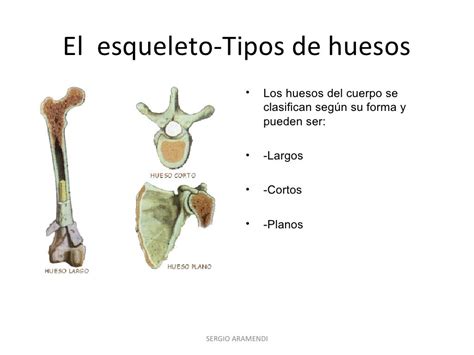 Los Huesos Del Cuerpo Humano