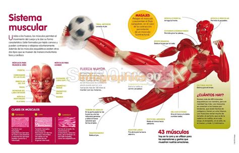 Infografía Sistema Muscular Infographics90