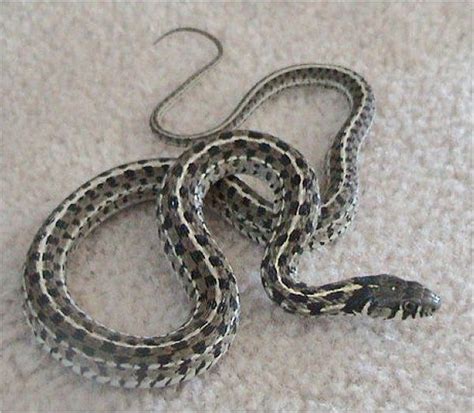 Checkered Garter Snake Thamnophis Marcianus Marcianus Reptile