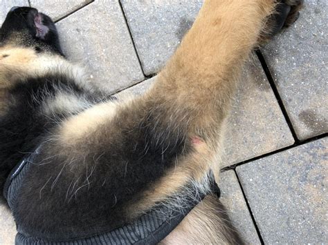 Puppy Elbows German Shepherd Dog Forums