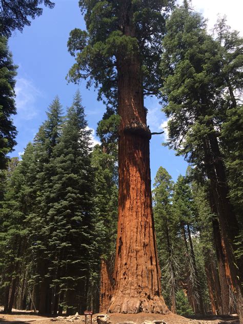 Hiking The Big Tree Trails Sequoia National Park Road Tripping For
