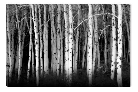 Giclée Art And Collectibles Birch Tree Forest Black And White Pen And Ink