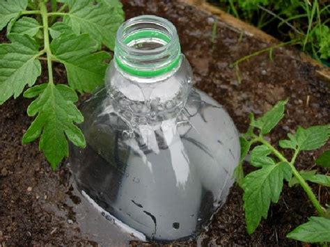 Bottle Drip Irrigation Using Discarded Plastic Bottles To Create Your
