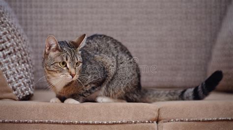 Striped Cat Gray Coloring Sofa Stock Photos Free Royalty Free Stock