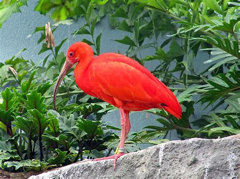 Scarlet Ibis Facts Anatomy Diet Habitat Behavior Animals Time