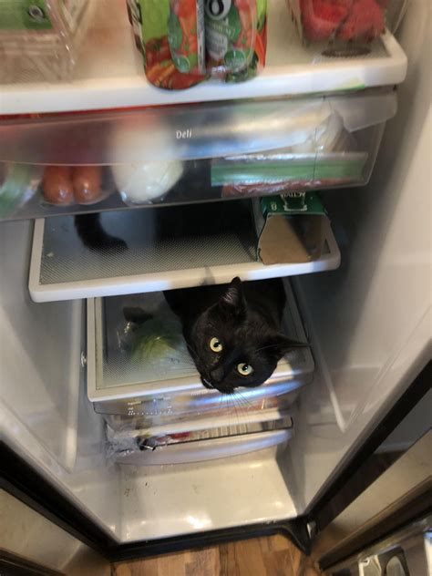 Literally Left The Fridge Open For 10 Seconds Pretty Cats Cute