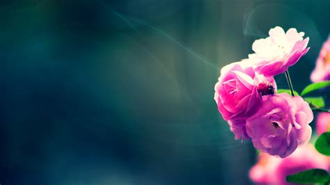 Maybe you would like to learn more about one of these? Flower Wallpapers | Best Wallpapers