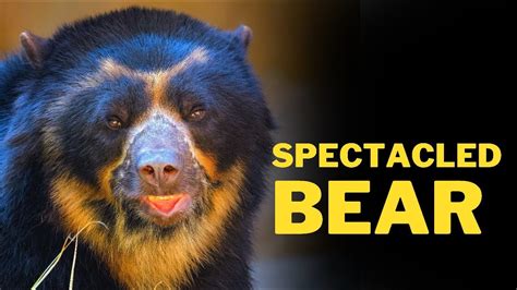 Interesting Facts About Spectacled Bear Spectacled Bear Bear 🐻