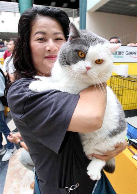 Sales personnel visit outstation on a monthly basis. 200 felines of various breeds at Pet Expo Malaysia (Cat ...
