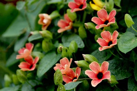 Climbing plants such as clematis, wisteria, passion flowers & ivy are perfect for brightening up any garden. Thunbergia Alta "African Sunset" | Climbing plants ...