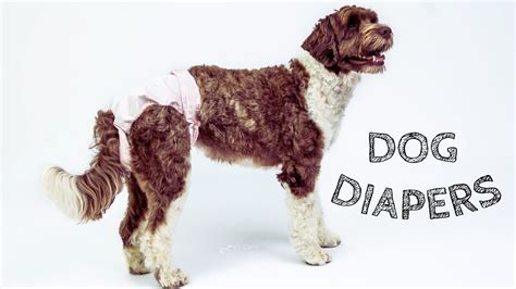 Dog Diapers The Different Types Pros And Cons 2023 Guide