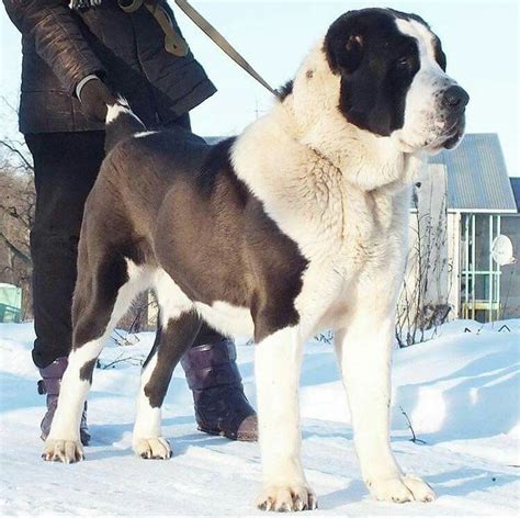 The central asian shepherd dog, or alabai, is a large dog, from which it blows with strength and power. Pin by ANIL NAIK on Animals | Alabai dog, Large dog breeds ...