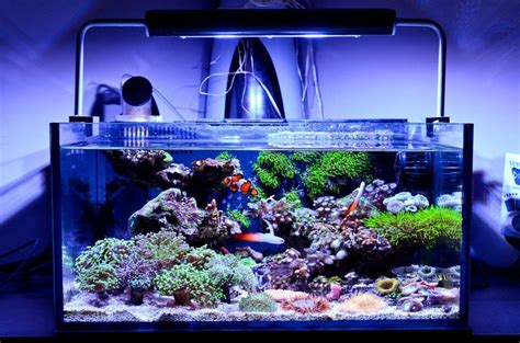 Top 2021 10 Best Nano Reef Tank Options For Beginners