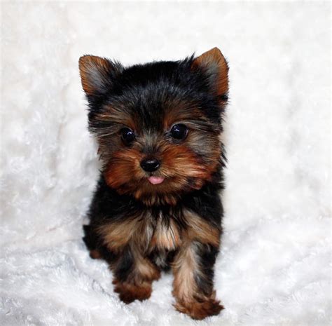 It's also free to list your available puppies and litters on our site. Teacup Yorkie Puppy for sale! Yorkie Breeder in California | iHeartTeacups