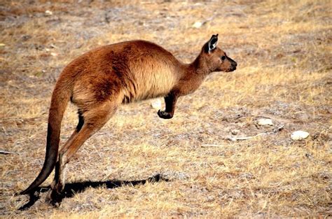 The Impossibly Cute Animals Of Kangaroo Island Australia