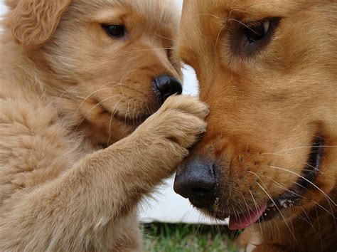 Adorable Cute Dog Golden Retriever Love Puppy Image