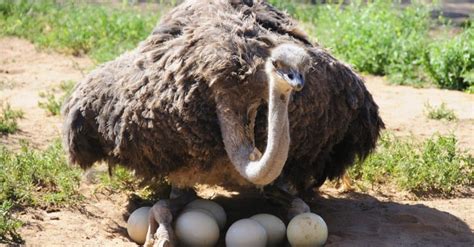 Which Animal Lays The Largest Egg In The World A Z Animals