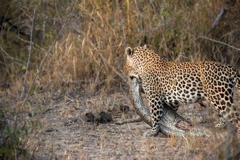 Astonishing Pictures Show Who Wins In Battle Of Leopard Vs Python
