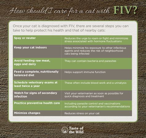 With The Right Care Fiv Positive Cats Can Live Long Content Lives