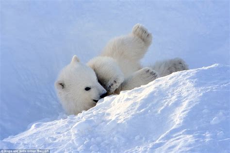 White Wolf Pictures Capture Moment Polar Bear Cub Ventures Out Of Its