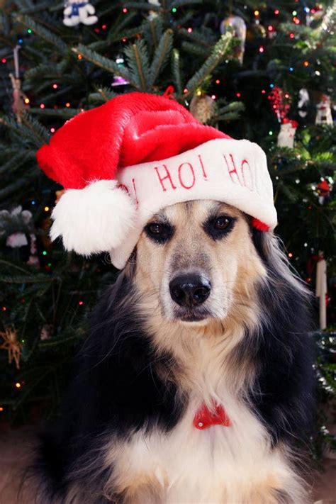 Dog With Santa Hat Stock Photo Image Of Furry Season 7546156