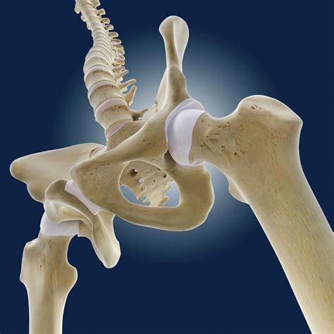 Hip Anatomy Photograph By Springer Medizinscience Photo Library Fine