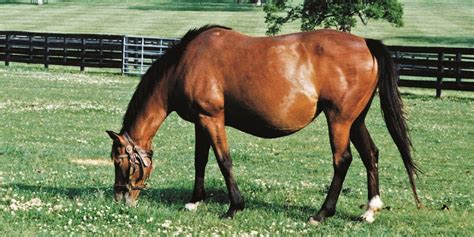 Advice For Feeding A Pregnant Broodmare Beginners Guide To Horse