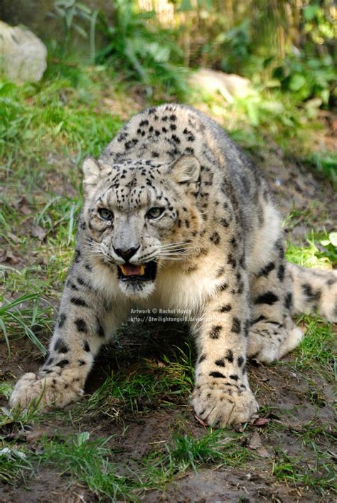 Angry Snow Leopard By 8twilightangel8 On Deviantart