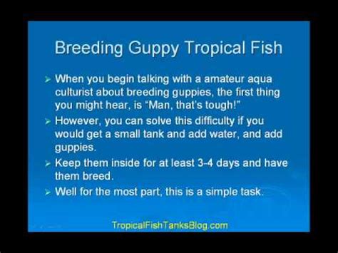 How to breed and take care guppies. Breeding Guppy Tropical Fish - YouTube