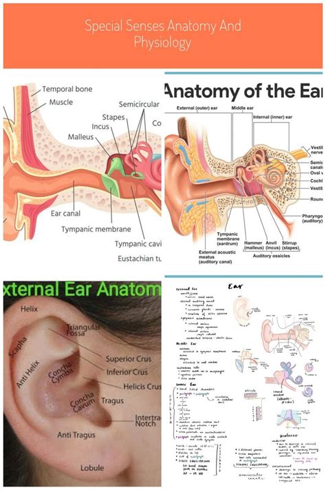 Ear Anatomy Anatomy And Physiology Physiology Anatomy