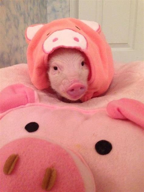A Pig Wearing Pig Dress In Pig Bed Pig Pet Cute Piglets Baby Piglets