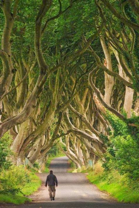The Dark Hedges A Path Of Game Of Thrones Northern Ireland
