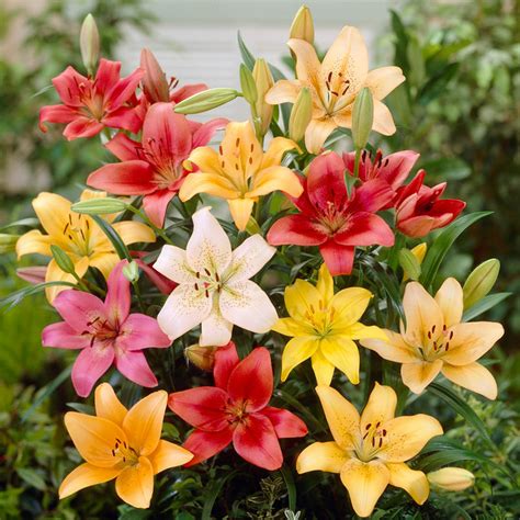 la hybrid and asiatic lily bulbs for sale online easy care mix easy to grow bulbs
