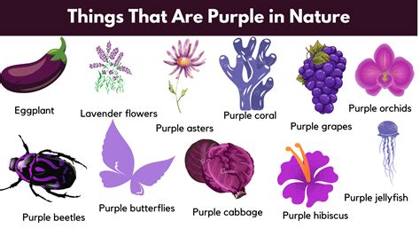 Things That Are Purple Naturally Purple Things Grammarvocab
