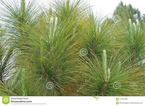 Pine Needles On A Young Tree Stock Photo Image Of Growing View