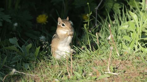 Garden Detective How To Identify Chipmunk Poop In Your Yard Animal