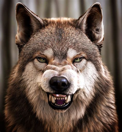 Wolf Snarl Front View Massimo Righi