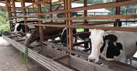 Jalani hidup ini dengan apa yang anda yakini. Peternakan Sapi Perah Di Sidoarjo - Tenak Sapi Blog