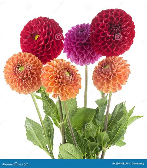 Dahlia Fresh Mixed Flowers Bouquet Isolated On White Background Bright