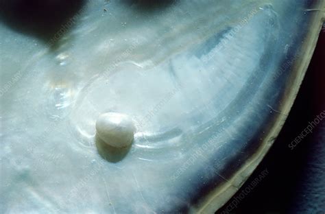 Pearl Forming In An Oyster Stock Image Z5000064 Science Photo