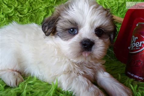 Shih Tzu puppy for sale near Dallas / Fort Worth, Texas. | 55afff2c-b501