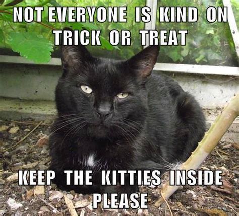 The Fall Season Is A Time To Remember Our Misunderstood Black Cat