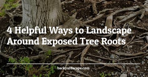 4 Helpful Ways To Landscape Around Exposed Tree Roots