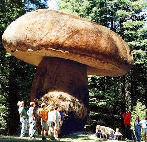 There S A Giant Mushroom In Oregon S Malheur National Forest With A