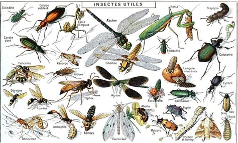 44 El Vol Etimològic Ii Insectes Entomologia Diari La Veu